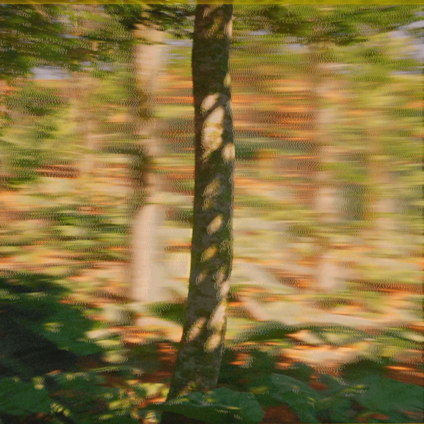 Dekmantel ha passato dodici anni a proteggere la sua foresta. Quest'anno ha aperto le porte a Skrillex.
